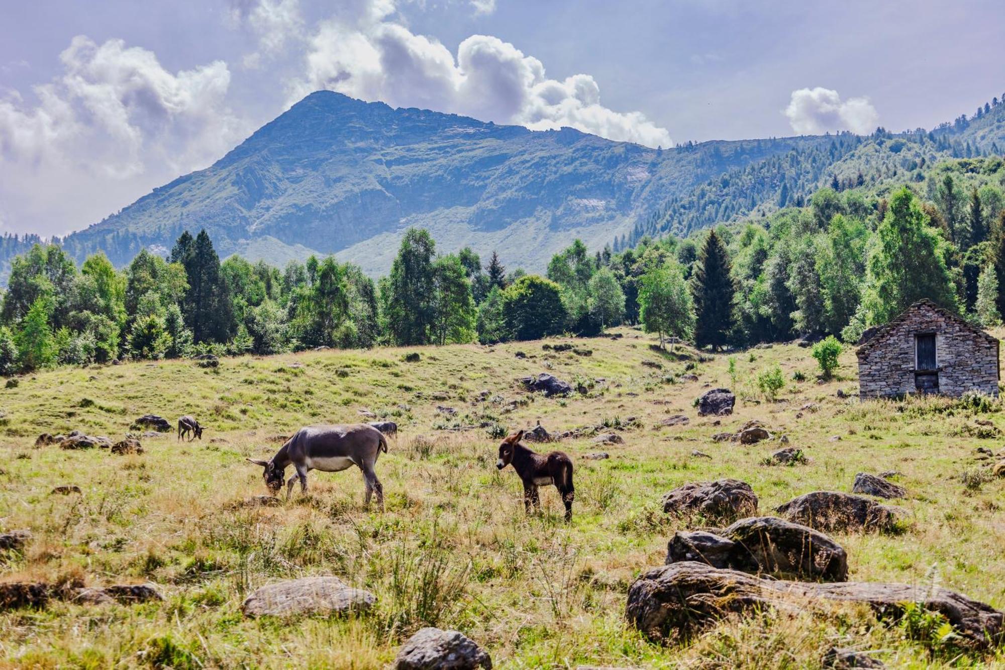 بيت شباب Rifugio Parpinasca Trontano المظهر الخارجي الصورة